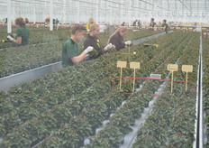 Employees looking for seeds and picking them out of the crop.
